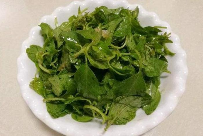 佛教吃荆芥吗，佛教禁止吃芥末吗