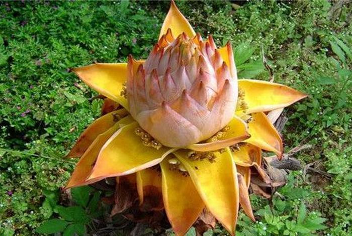 佛教里植物算算不算众生 佛教说植物