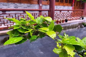 佛教用汉语怎么说 佛教用英语怎么说呢
