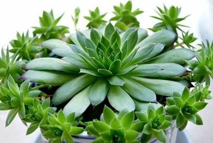 跟佛教有关植物（佛教植物和动物的区别）