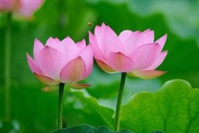 佛教和荷花、佛教和荷花有什么关系