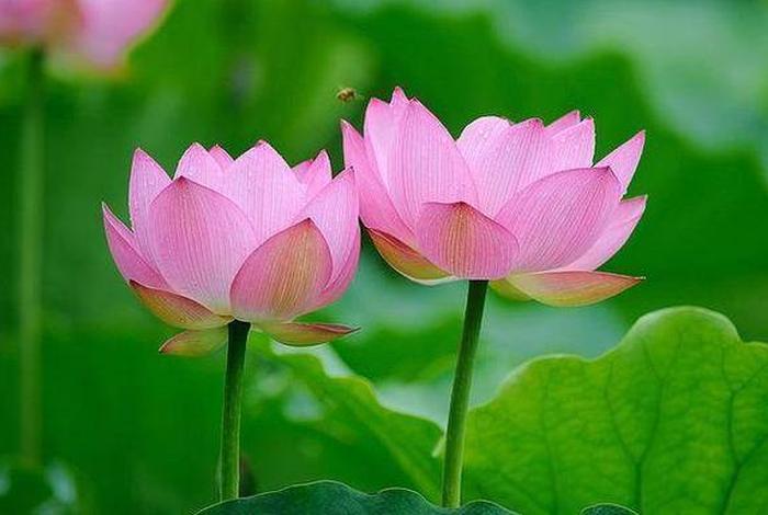 佛教和荷花、佛教和荷花有什么关系