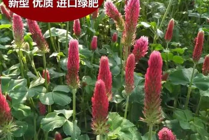 三叶怎么解释，三叶怎么念