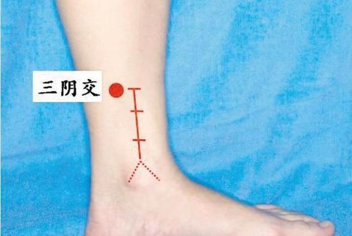 三阴是指哪条经络（三阴在哪个位置）