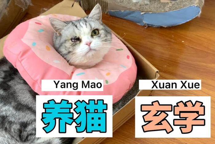 玄学哪种人不适合养猫；四种人不宜养猫