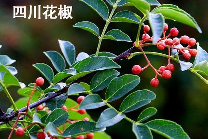 信佛吃素能吃花椒吗 信佛不能吃花椒大料吗