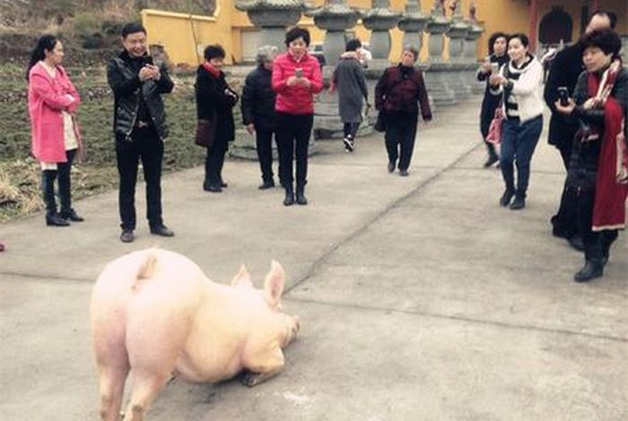 果卿居士说法视频、果卿居士讲的是真的吗