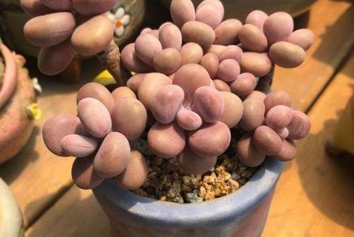 桃蛋多肉新手入门教程 桃蛋多肉的样子