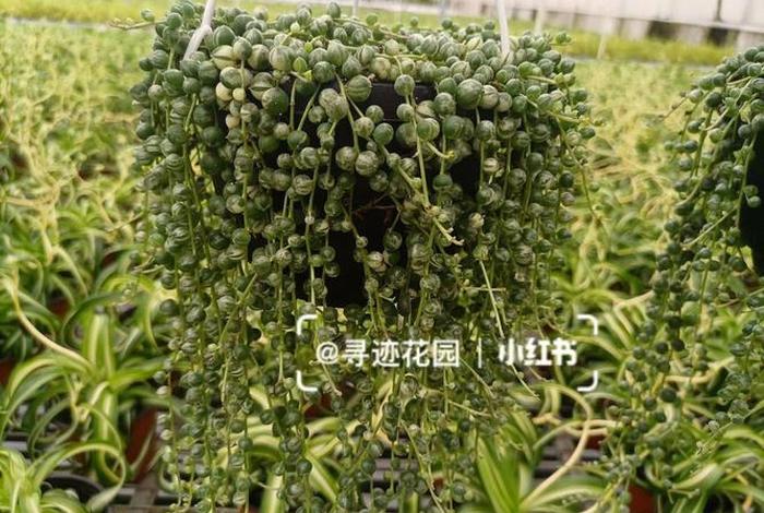 多肉佛珠寓意 - 多肉佛珠的作用