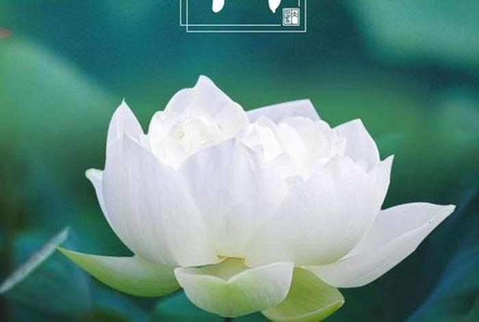 佛教与大暑节相关知识点总结（佛教与大暑节相关知识点总结图）