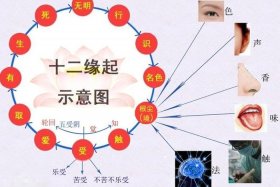 佛教理论基础知识有哪些、佛教基本理念