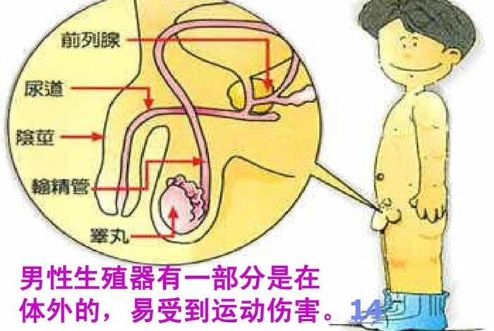 男性生理性知识科普 男性生理方面的问题有哪些