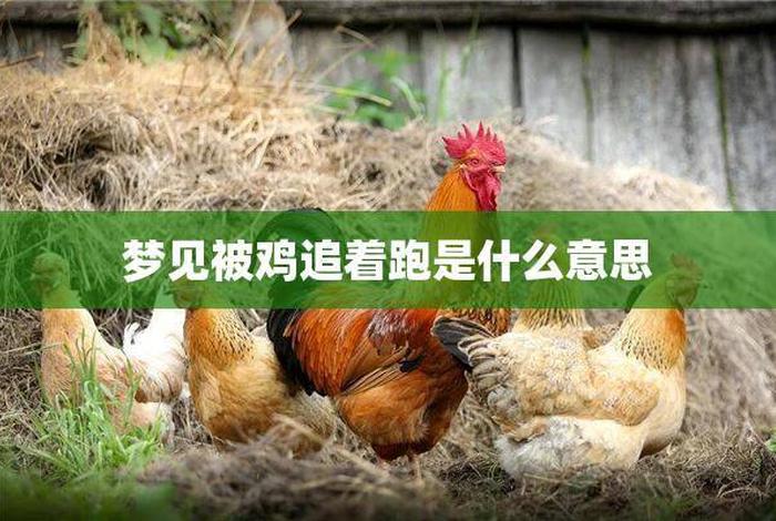 梦见鸡的神秘寓意与启示、梦见鸡有什么寓意