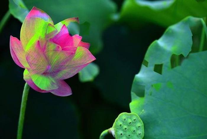 五色莲花图 - 五色莲花图片大全集高清