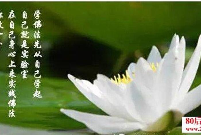 佛学智慧禅语大全讲座视频 - 禅语智慧视频下载