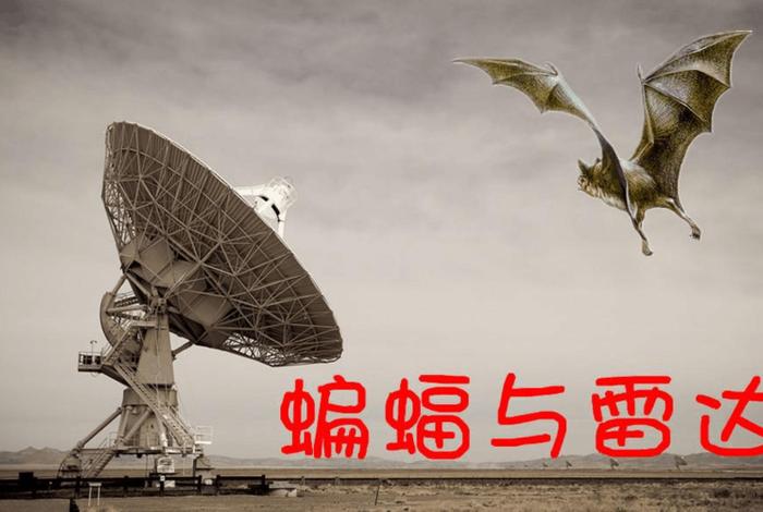 蝙蝠与佛的故事，佛教与蝙蝠的经典故事