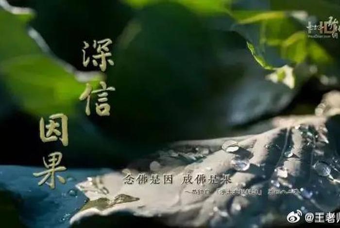 佛教对动物念什么咒 - 对动物念佛号