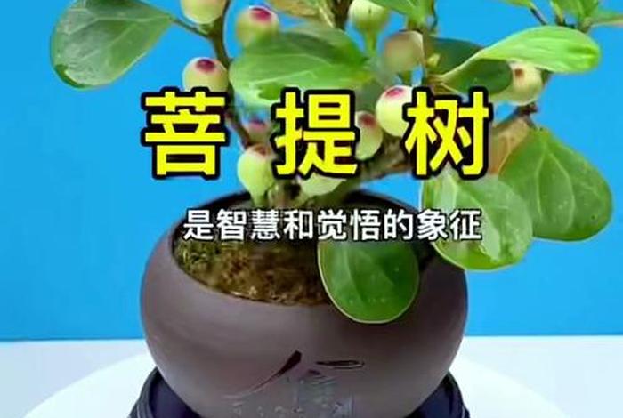 佛教的一花一世界 - 佛教一花一世界、一树一菩提
