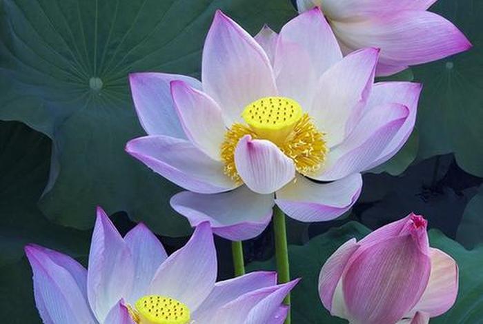 为什么荷花是佛教的花 - 为什么荷花是佛教的花呢