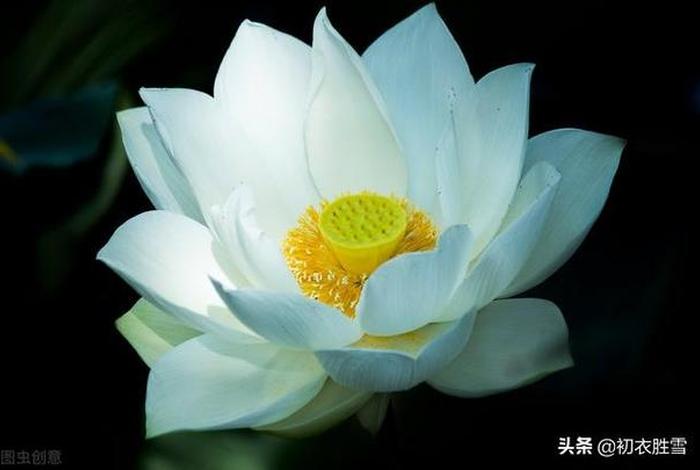 浅白的佛教知识有哪些、浅白是什么意思