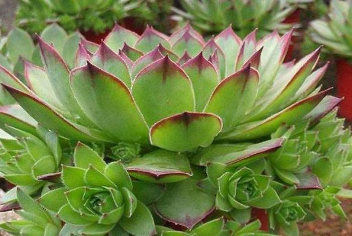 佛教为什么爱养多肉植物 - 佛教为什么受欢迎