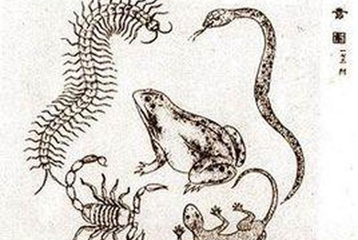 佛教五毒心指哪五毒心，佛教中五毒