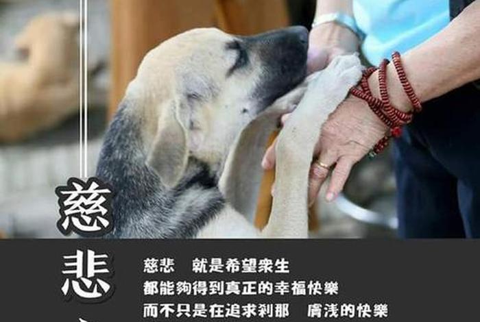 佛学中的慈悲意思是什么；佛说的慈悲是什么意思