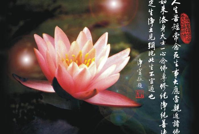 佛教问答说莲花代表什么，佛教中莲花代表什么意思