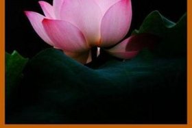 佛教智慧禅语，佛教智慧禅语大全