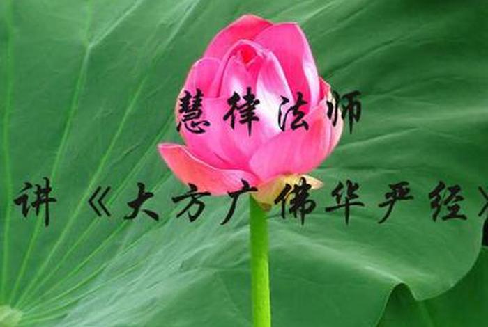 华严经讲解慧律法师，华严经讲座视频慧律法师