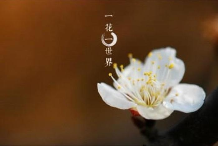 佛说一花一草一世界，佛感悟的句子-一花一世界