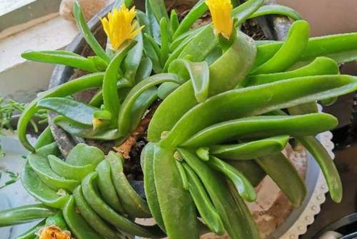 多肉植物佛手图片 多肉植物佛手图片欣赏