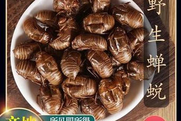 禅衣有什么药用价值 禅衣中药