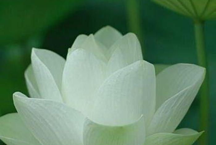 佛教小知识莲花图片大全（佛教莲花图片 壁纸 禅意）