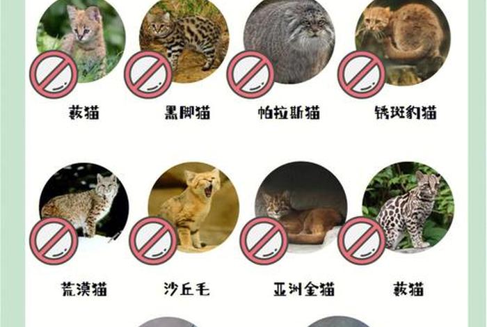 玄学哪种人不适合养猫；四种人不宜养猫