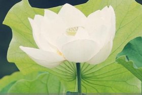 印光法师讲解法华经（印光法师讲解法华经全集第三讲）