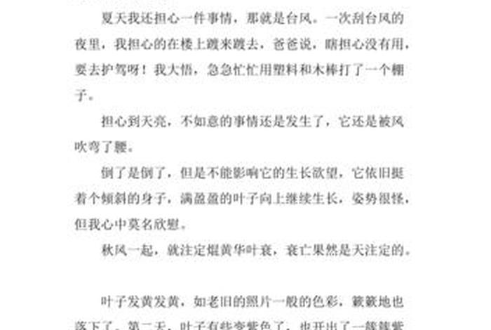 一分钟了解自己薄荷网，薄荷的自述作文500字