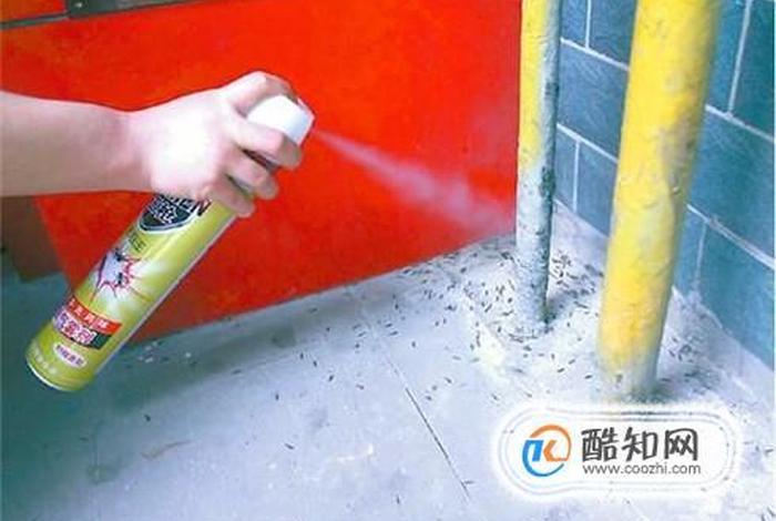 佛教徒如何驱赶蟑螂 佛教驱赶蟑螂的方法
