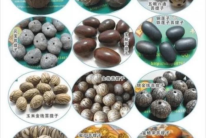 佛教里菩提什么意思、佛教中的菩提子是什么
