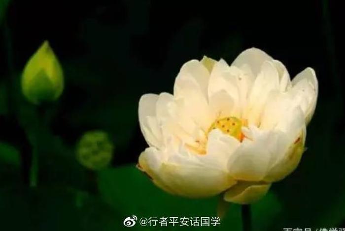佛教三净肉什么意思，佛家讲的三净肉是什么