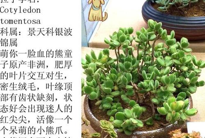 多肉植物讲座、多肉植物培训课件
