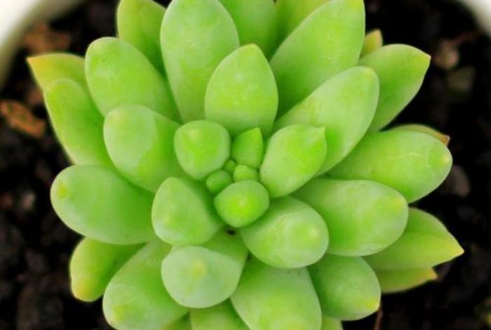 多肉佛教，佛教多肉植物