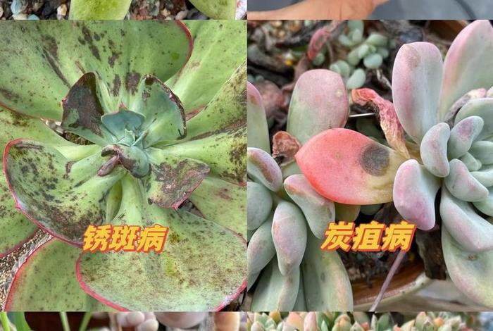 多肉新手入门教程，多肉新手怎么养