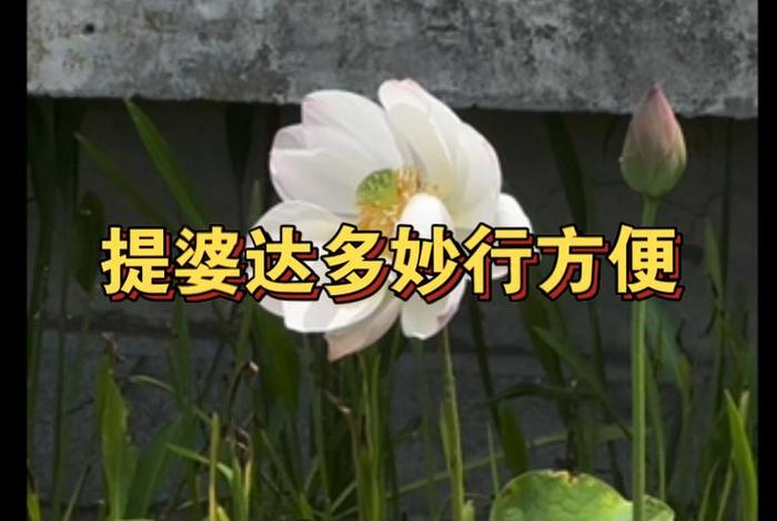 提婆达多问佛陀修进到底得到了什么 - 佛陀回答提婆达多五个问题