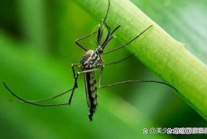 佛说蚊子咬人因缘 - 佛教蚊子咬打死蚊子算杀生吗