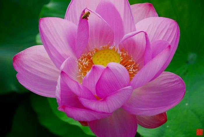 五色莲台、五色莲花怎么叠
