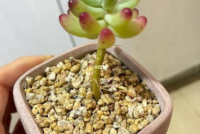 多肉新手入门教程，多肉新手怎么养