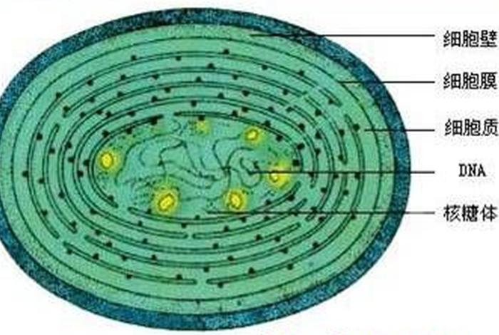 佛教和微生物，佛教和微生物有关系吗