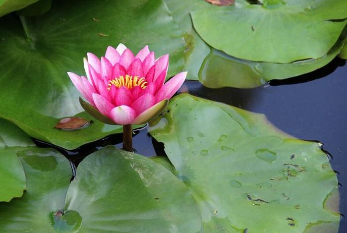 佛教为什么推崇莲花、莲花为何是佛祖的坐骑
