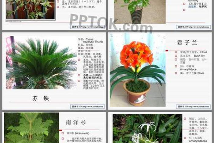 佛教植物图片及名称大全（佛教对植物的解释）